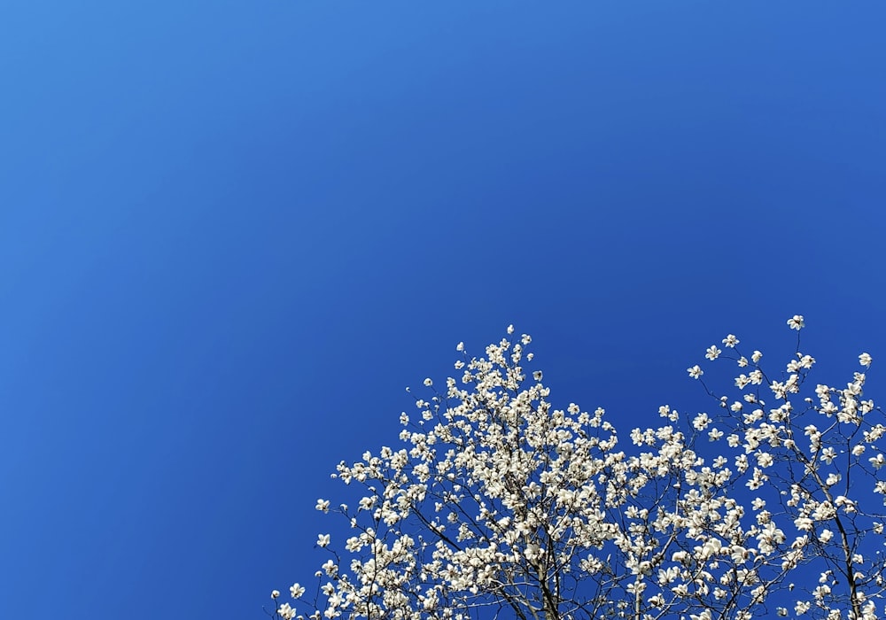 a tree with white flowers against a blue sky