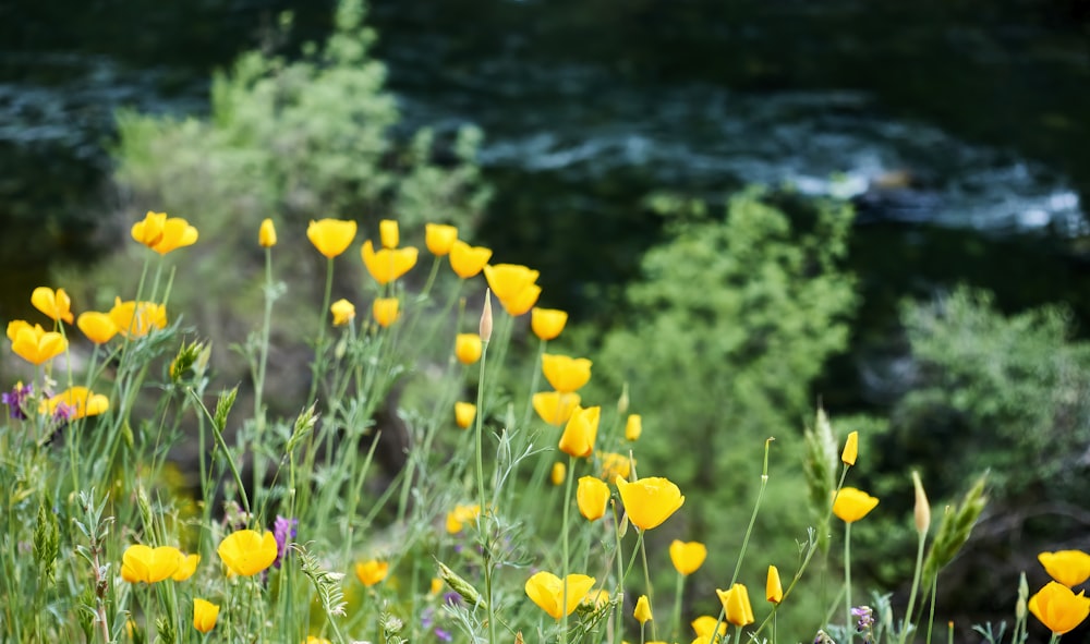 a bunch of yellow flowers in a field