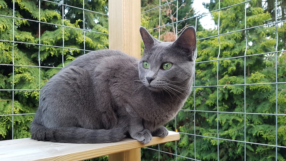 a gray cat sitting on top of a wooden shelf
