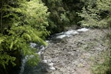 A clear river flowing gently through dense forest in Papua.