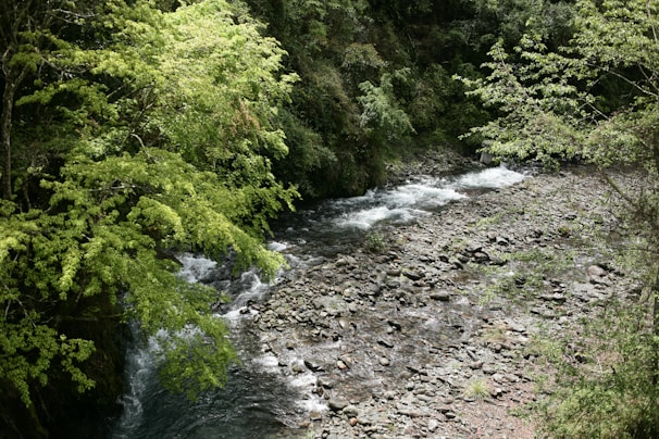 A clear river flowing gently through dense forest in Papua.