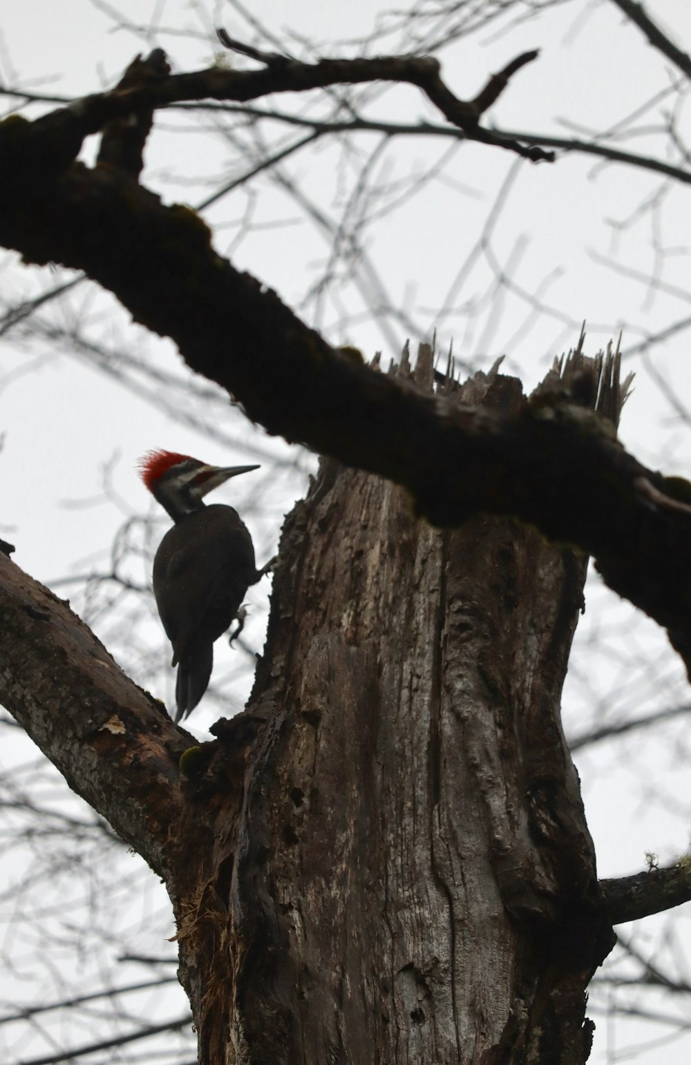 a black and red bird sitting on top of a tree