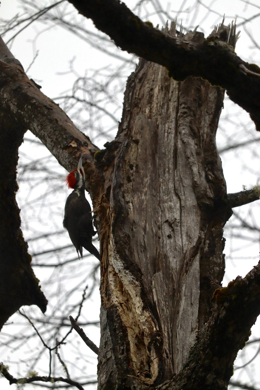 a bird with a red head is perched on a tree