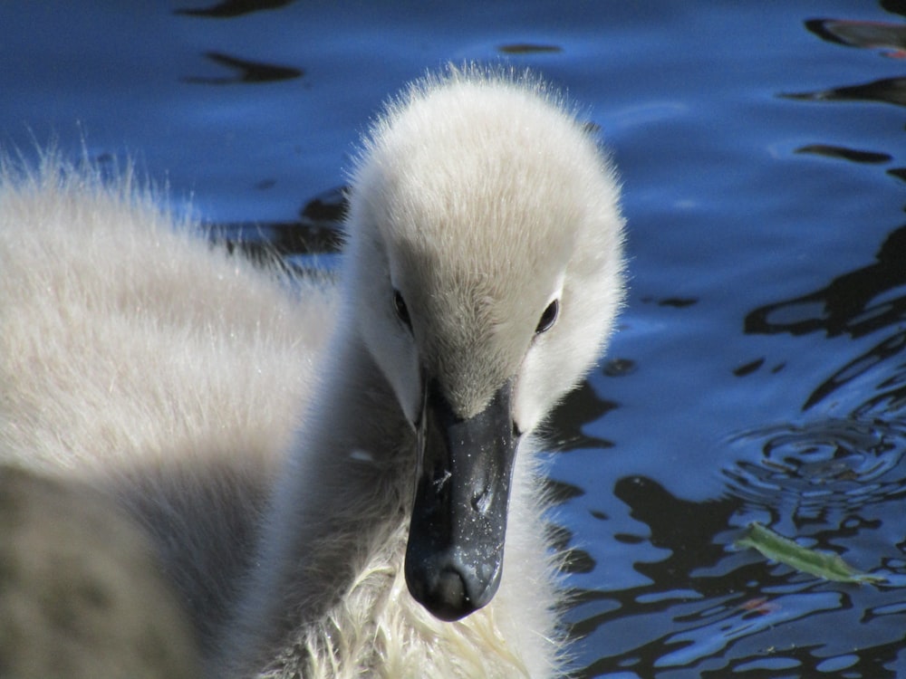 a baby swan is swimming in the water