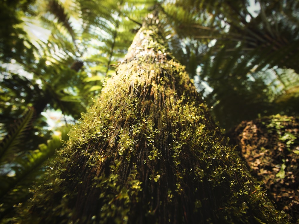 a very tall tree covered in lots of green leaves