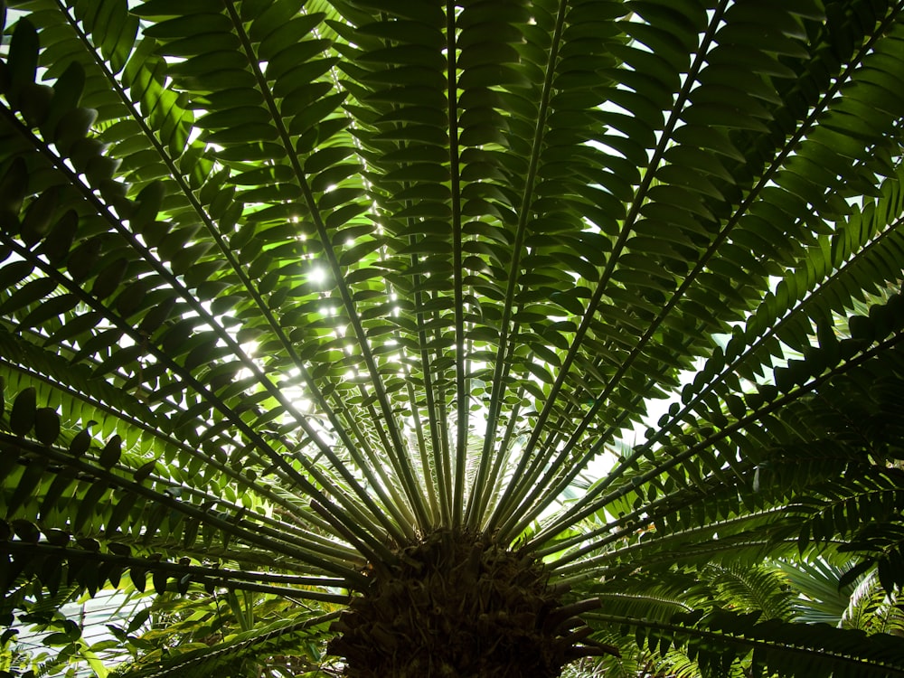 a large tree with lots of green leaves