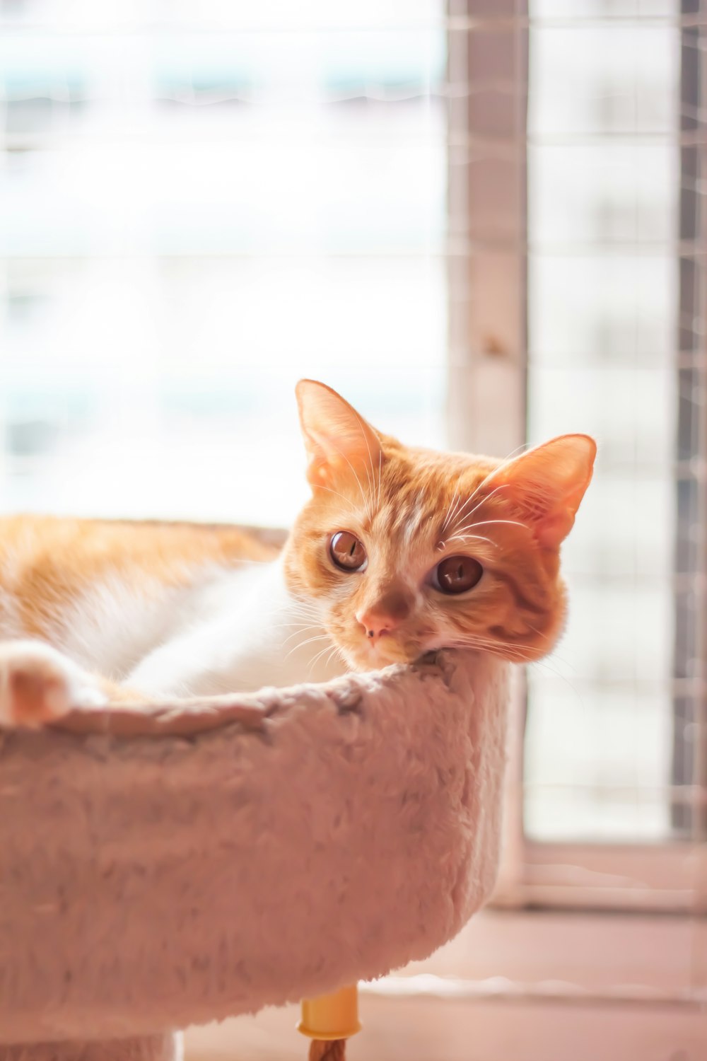 an orange and white cat laying in a cat bed