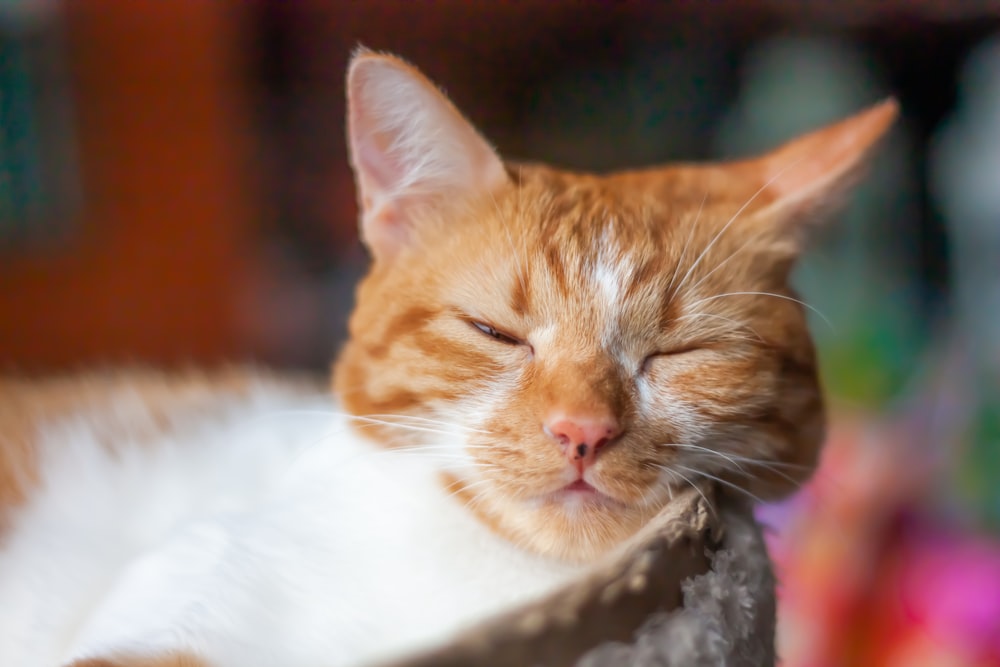 an orange and white cat sleeping on top of a rock