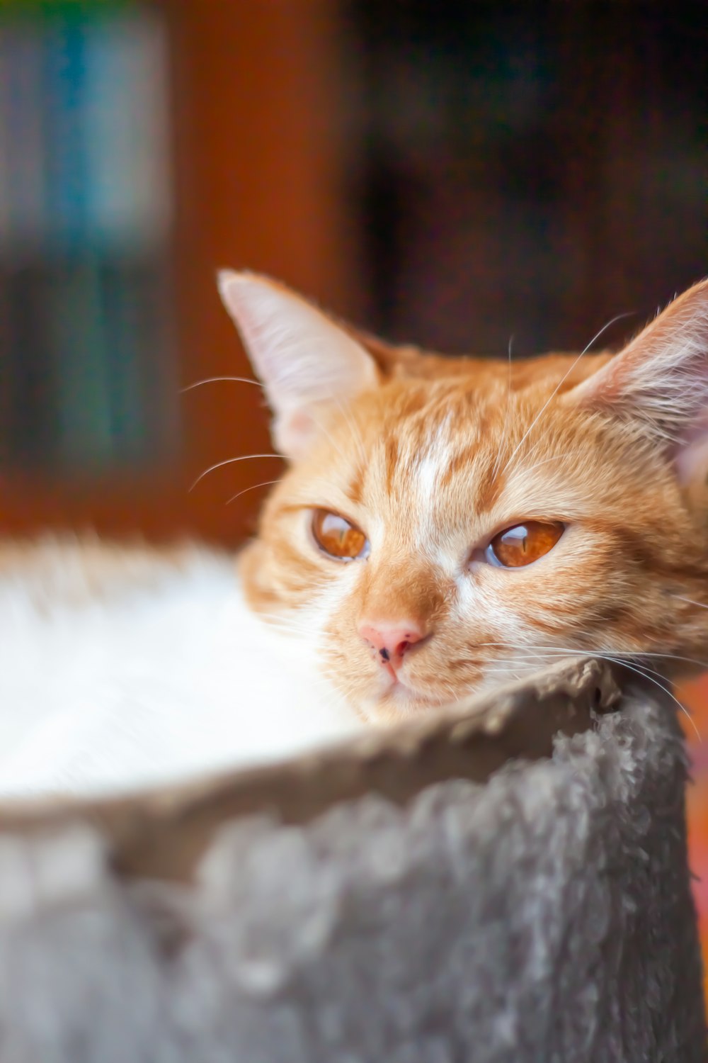 a close up of a cat laying on a table