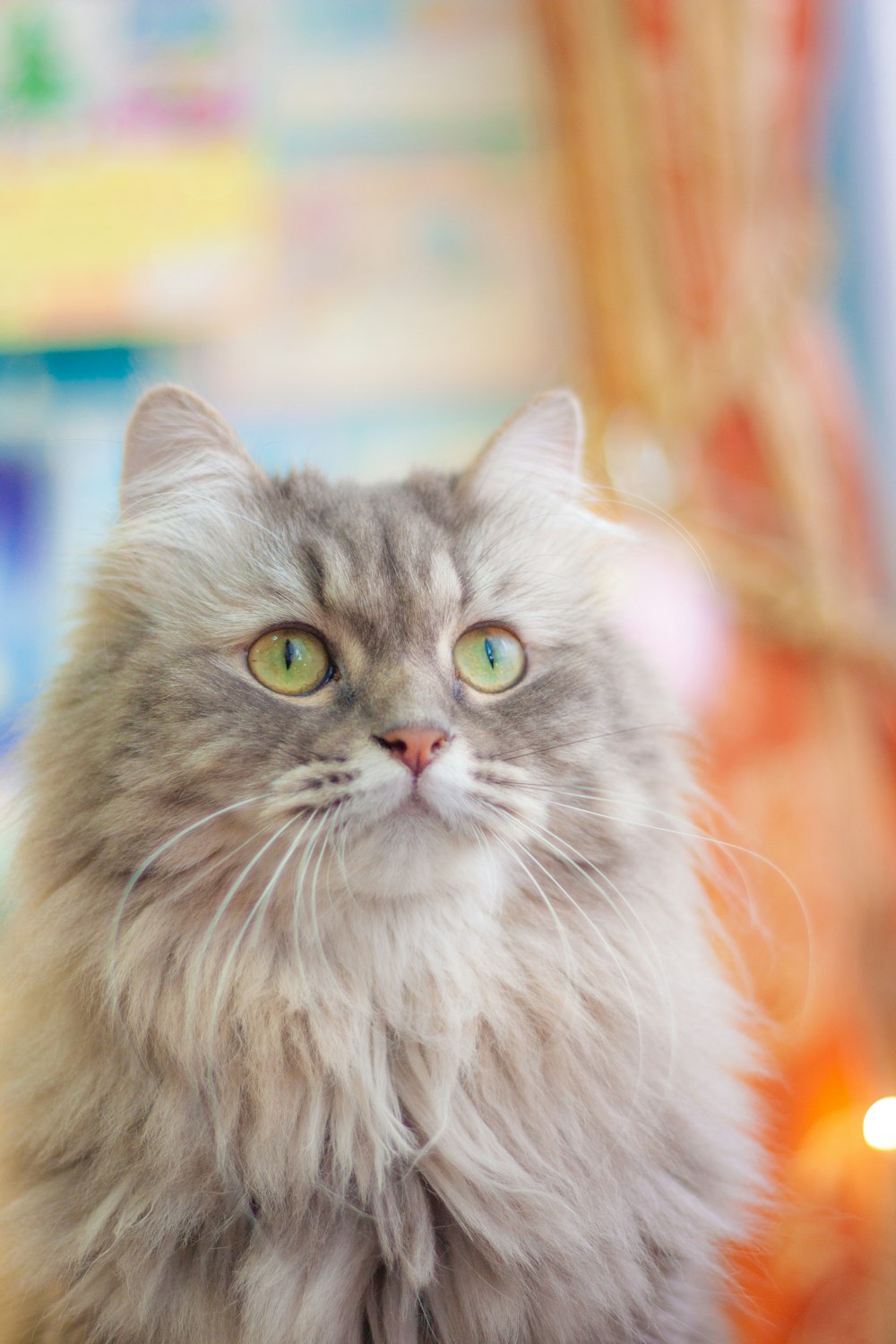 a fluffy gray cat sitting on top of a table