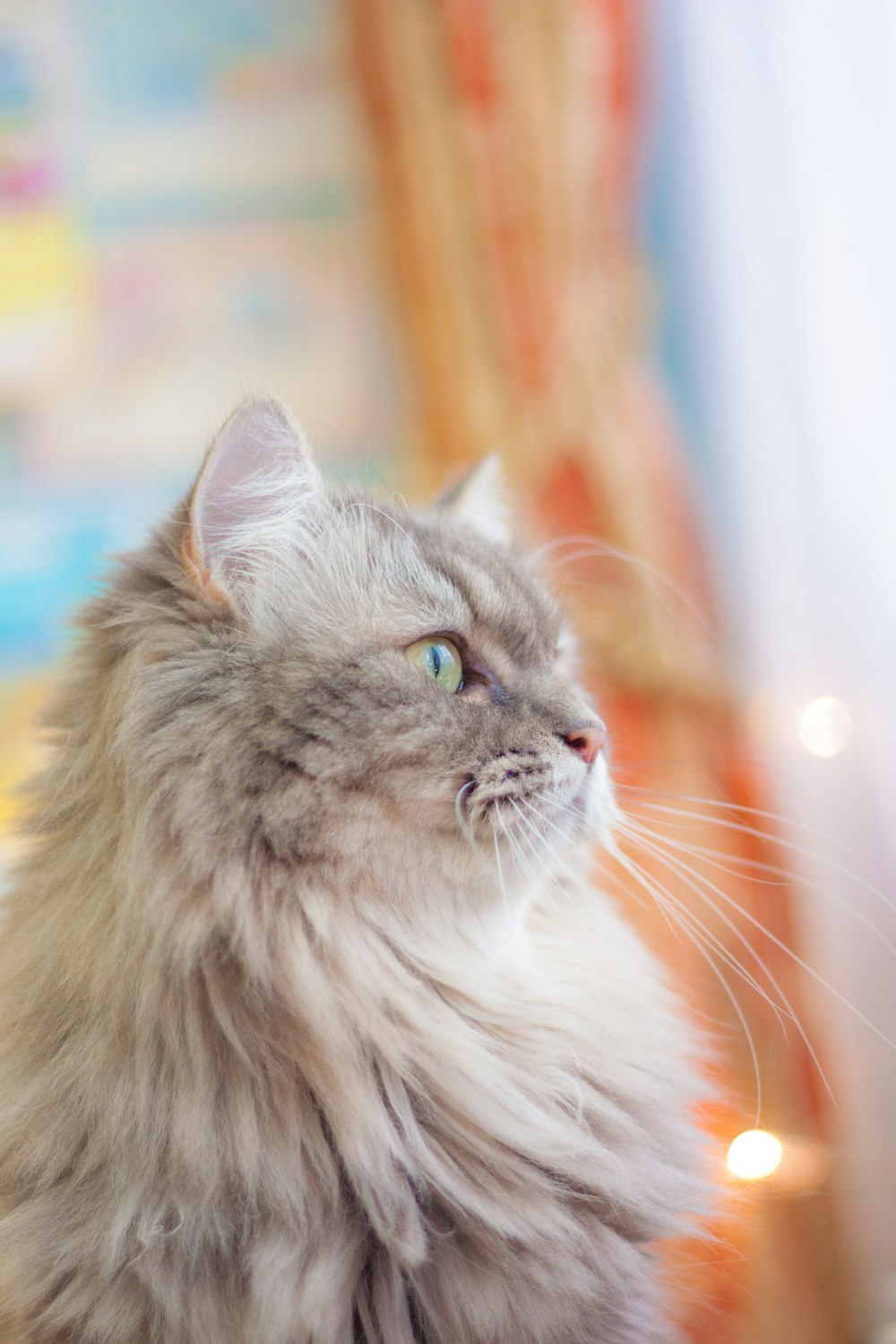 a fluffy gray cat sitting on top of a table