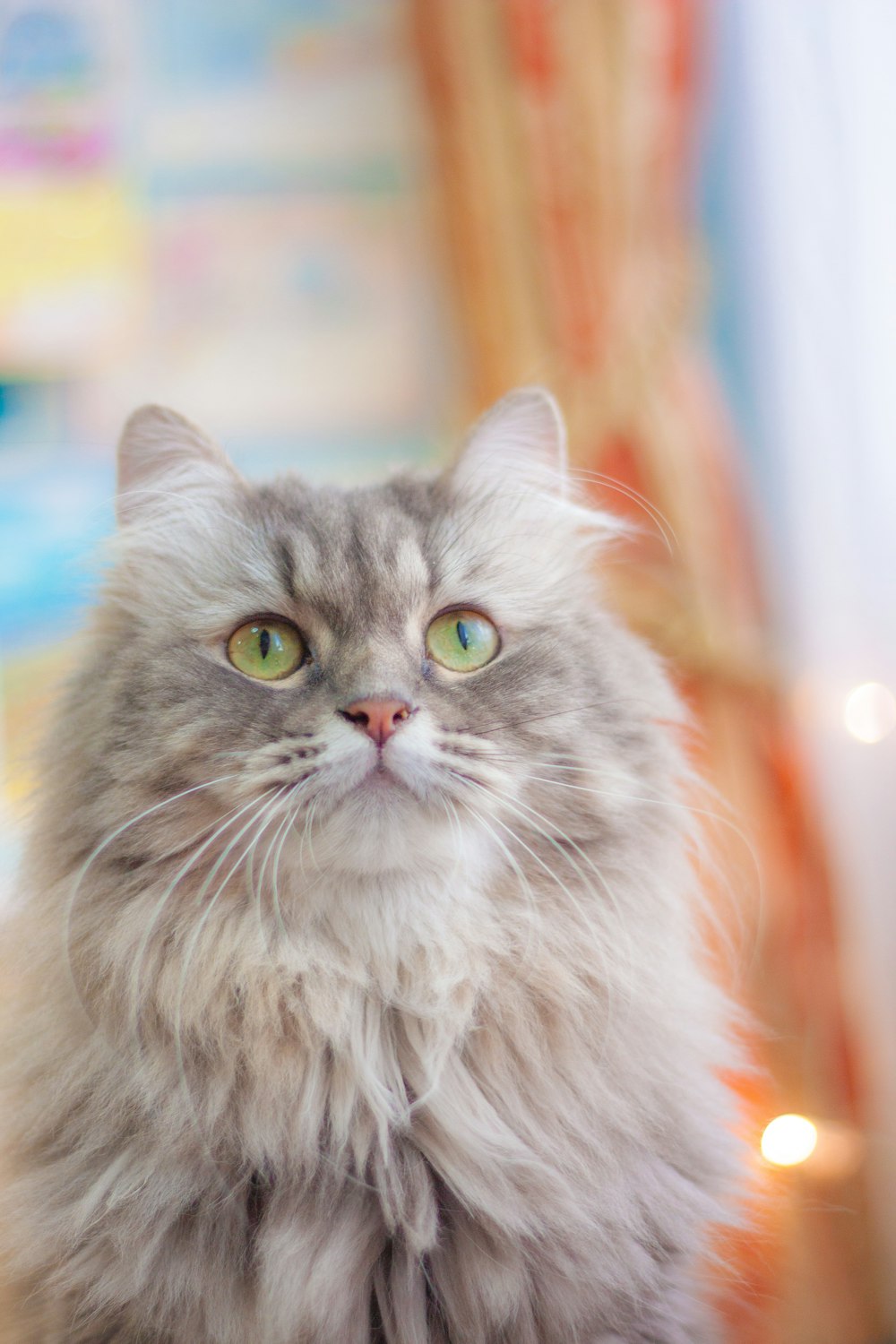 a long haired gray cat with green eyes