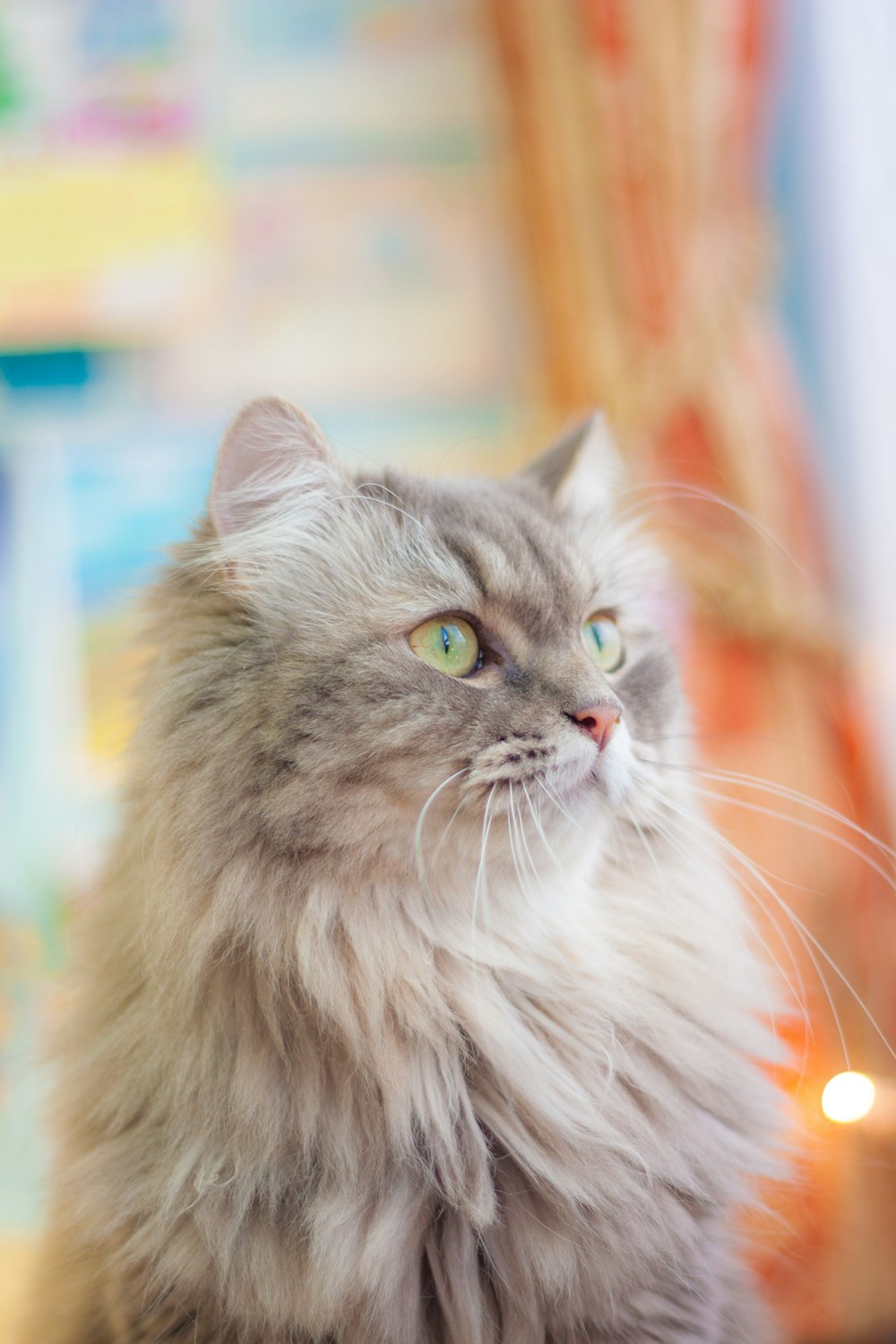 a fluffy gray cat sitting on top of a table