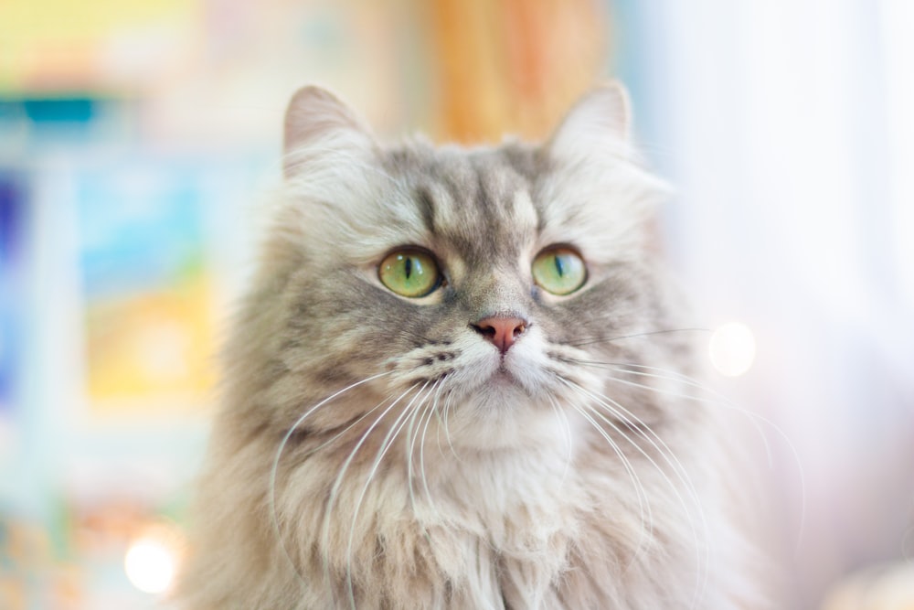 a long haired gray cat with green eyes