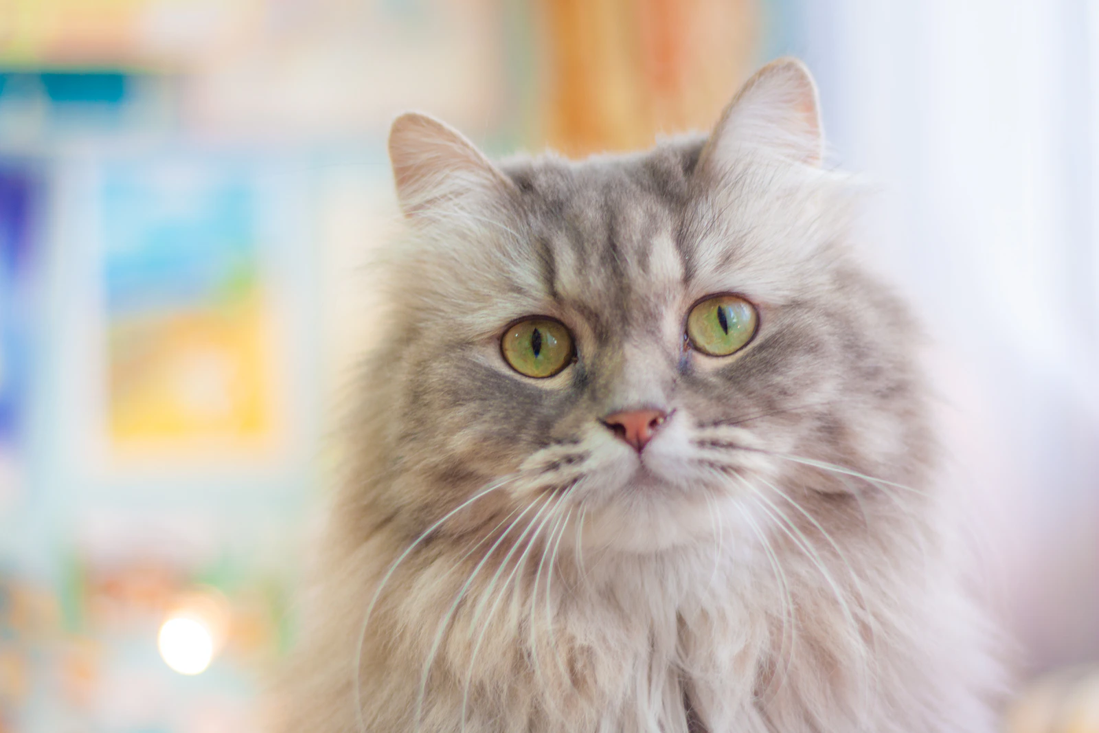 Long-haired grey Siberian cat with green eyes, photo by Lydia Koh on Unsplash