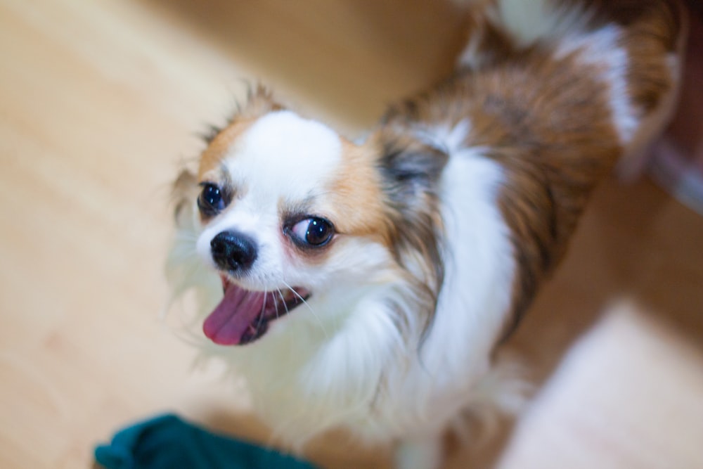 a small brown and white dog standing on top of a wooden floor