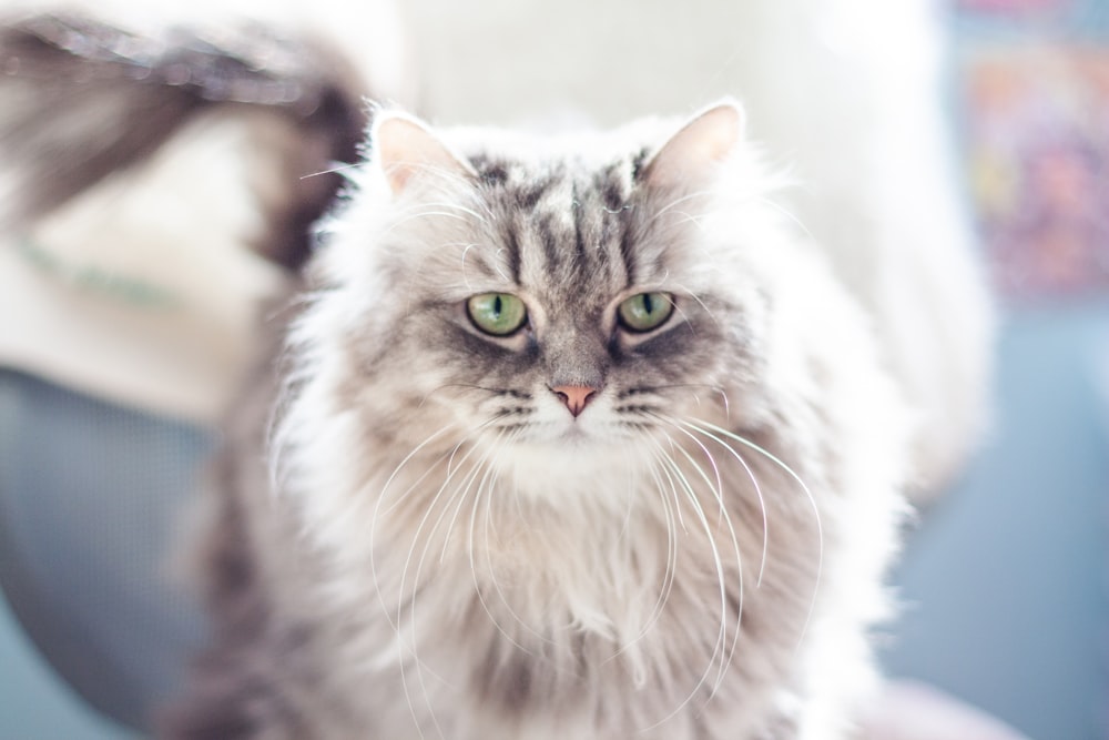 a cat with green eyes sitting on a chair