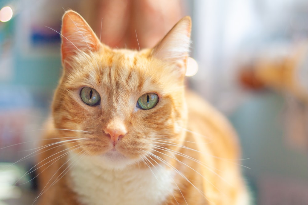 a close up of a cat with blue eyes