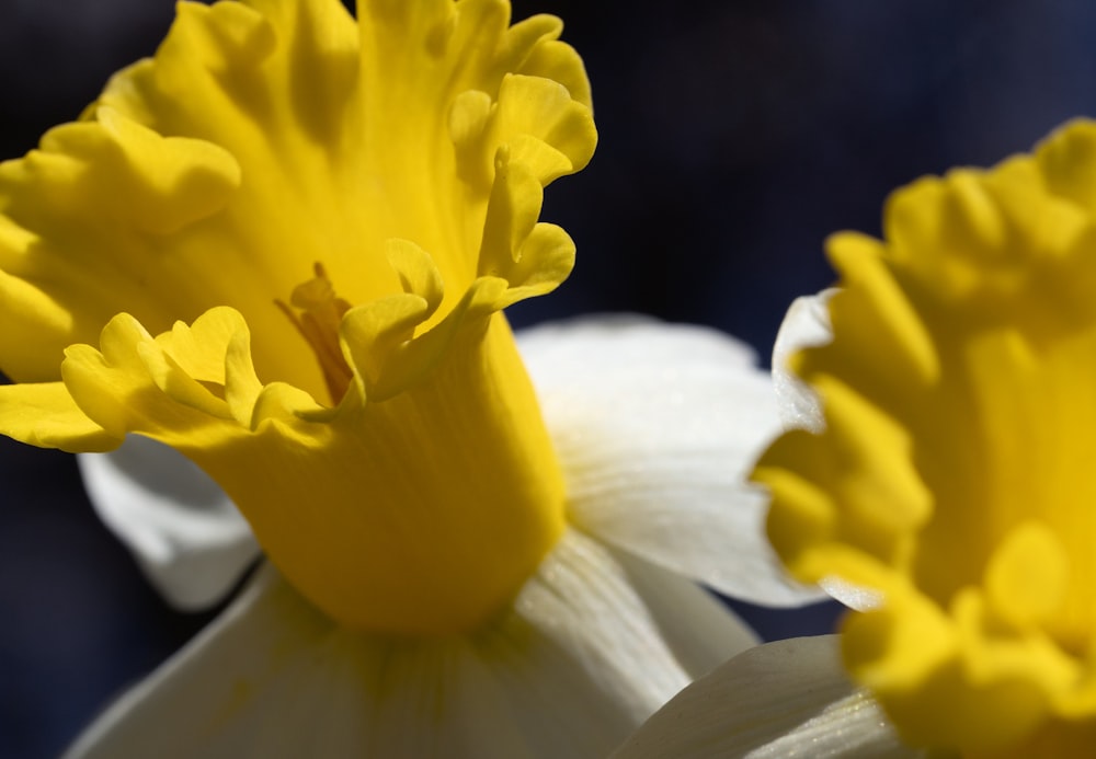 a close up of a yellow and white flower