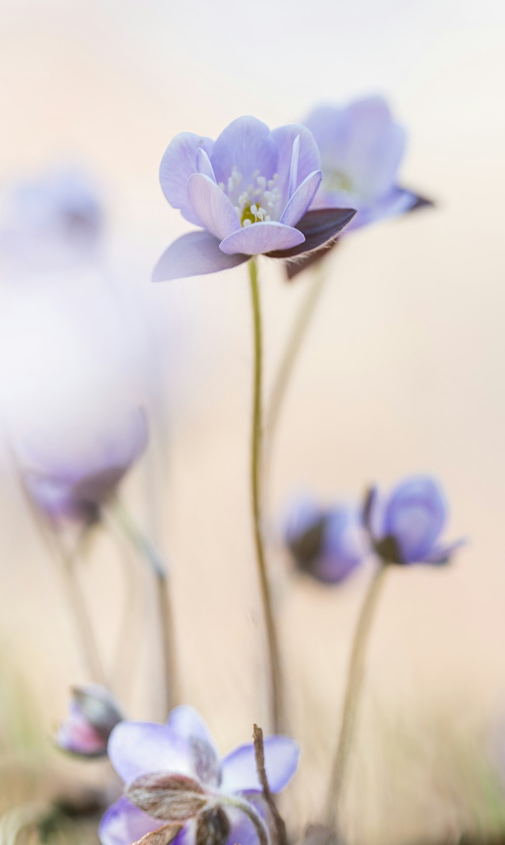 a group of purple flowers sitting on top of a lush green field