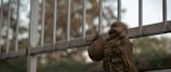A small, smiling Buddha statue is perched on a wooden shelf in front of a metal railing. The statue holds a sack and displays a joyful expression. The background is a soft, out-of-focus view of trees, suggesting an outdoor setting.