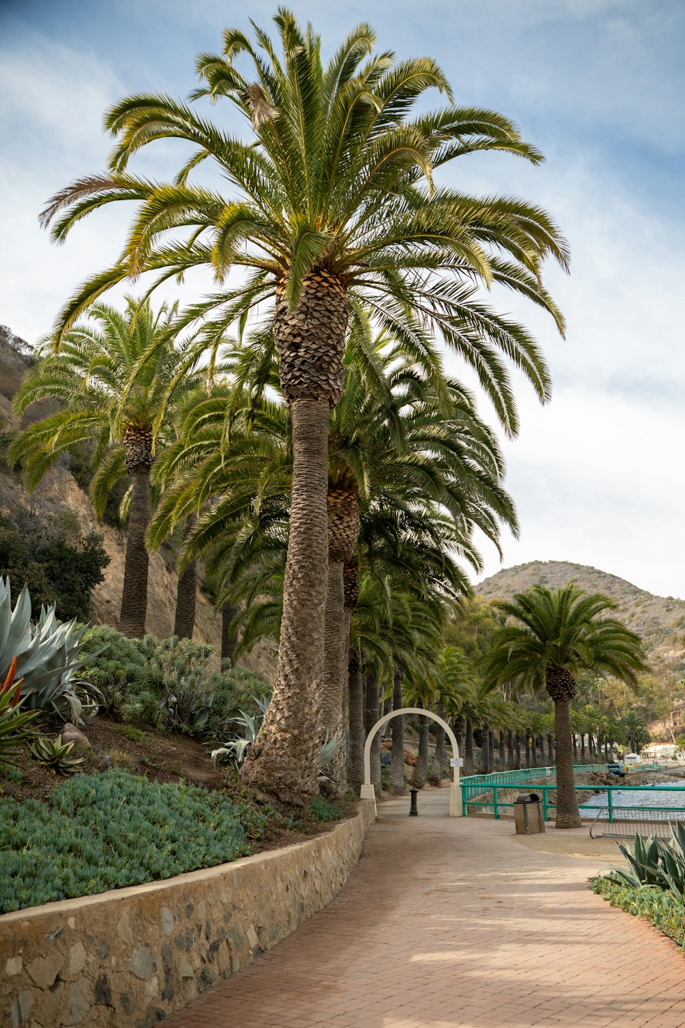 a palm tree in the middle of a walkway