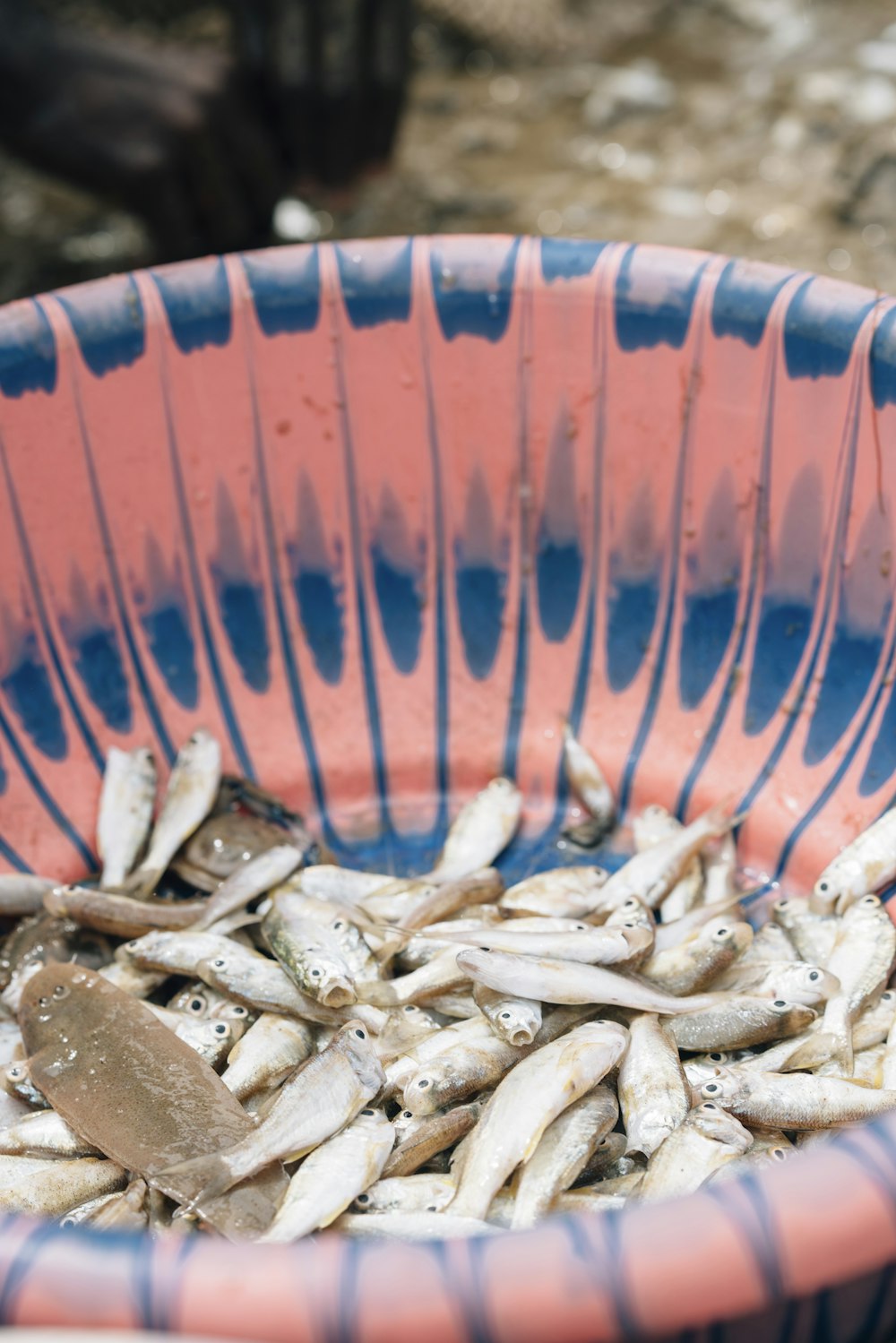 a blue and pink bowl filled with small fish