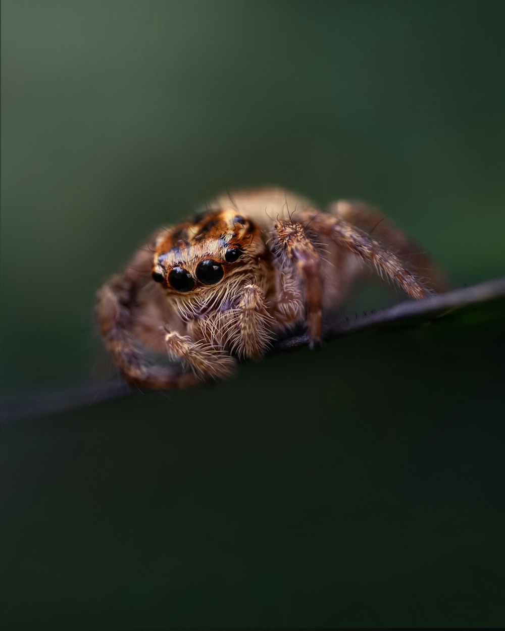 a close up of a spider on a branch