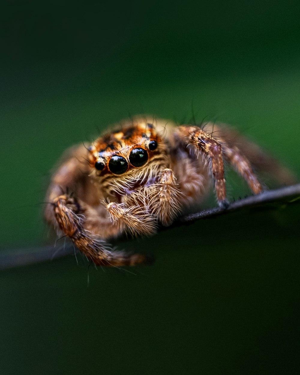 a close up of a jumping spider on a branch