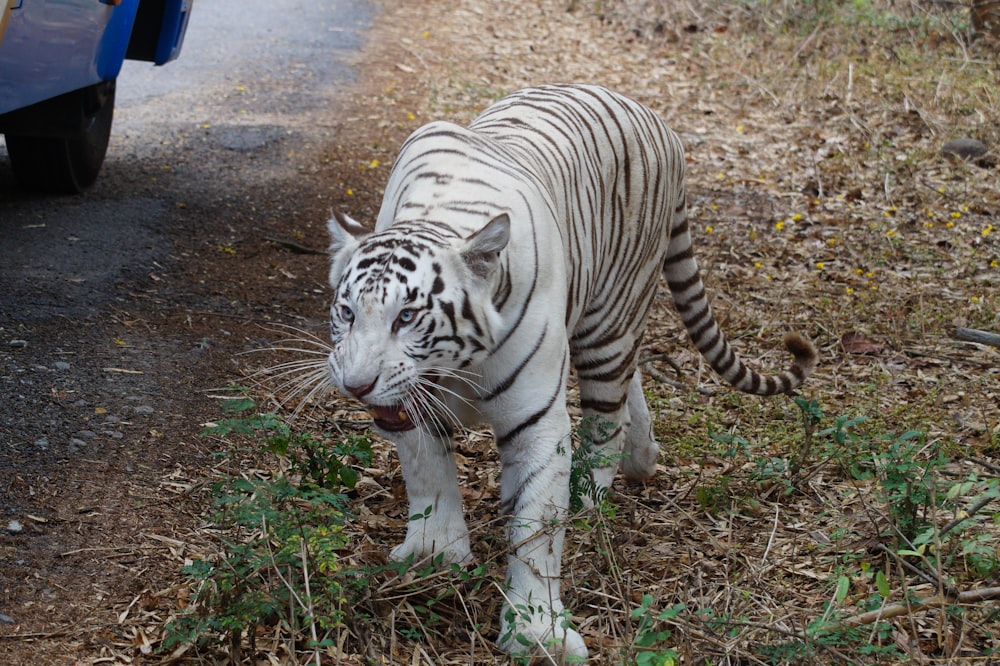 a white tiger walking on the side of a road