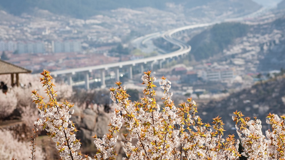 a view of a city with a bridge in the background