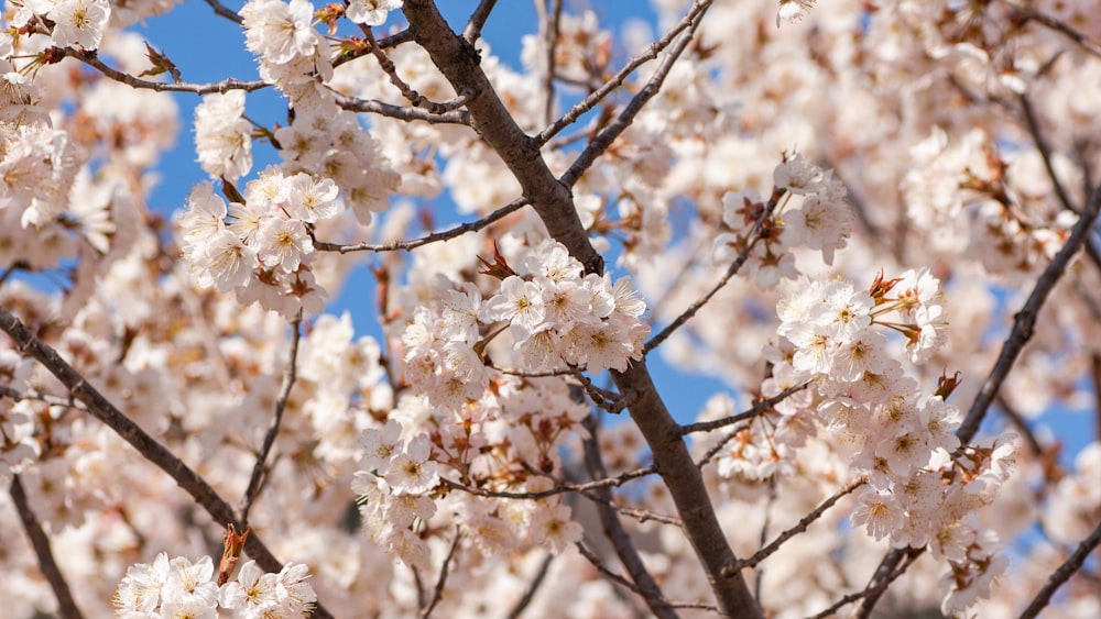 a close up of a tree with white flowers