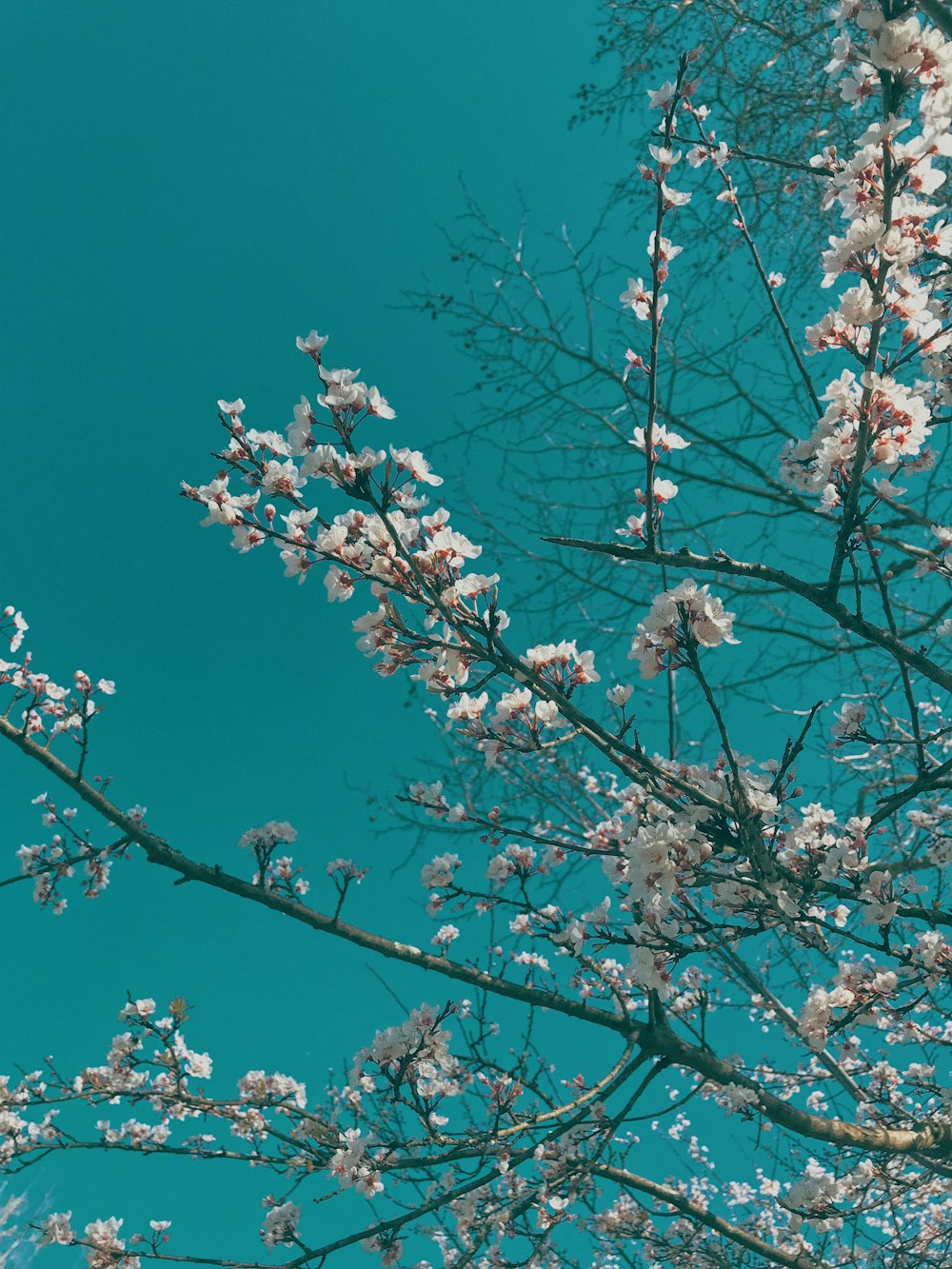 a tree with white flowers and a blue sky in the background