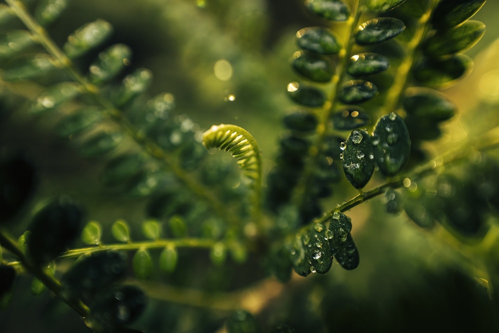 a close up of a plant with water droplets on it