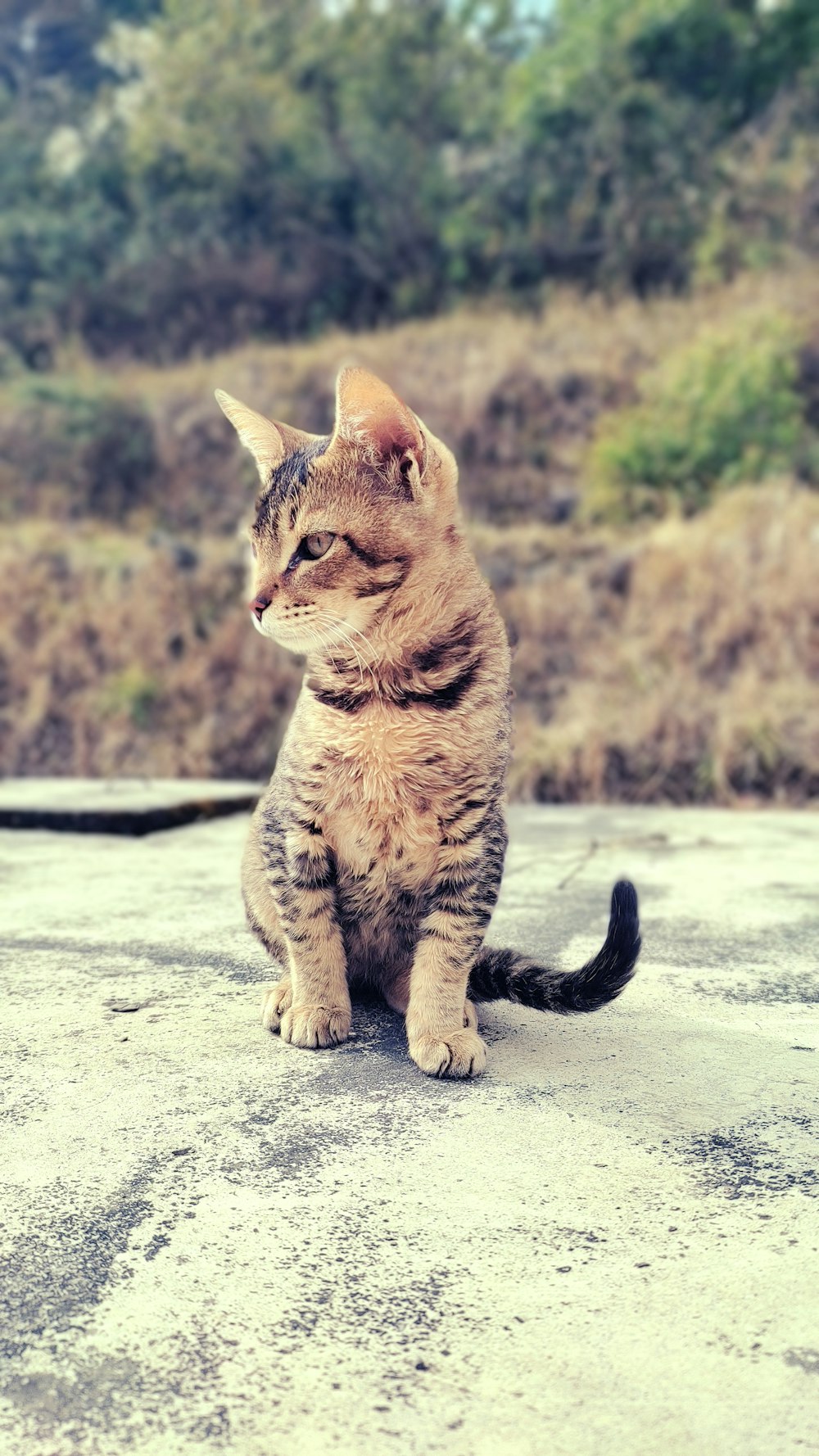 a small cat sitting on top of a cement road