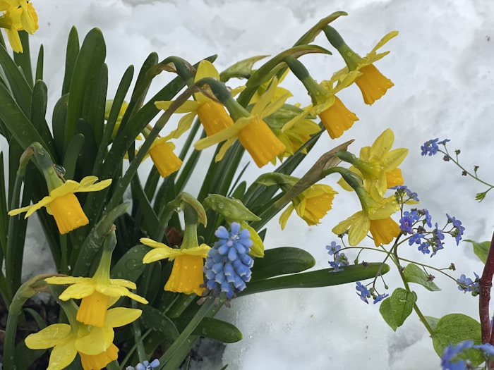 Dragonfly Dreams logo