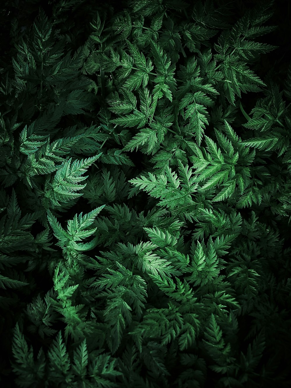 a close up of a green plant with lots of leaves