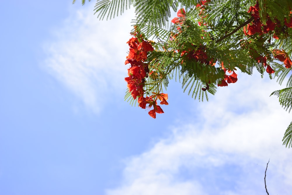 a tree with red flowers and green leaves