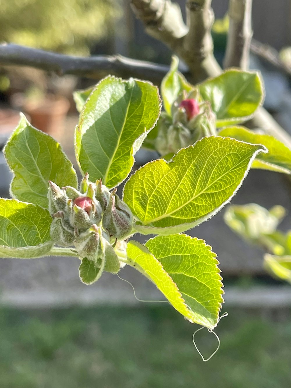 a close up of a tree branch with leaves