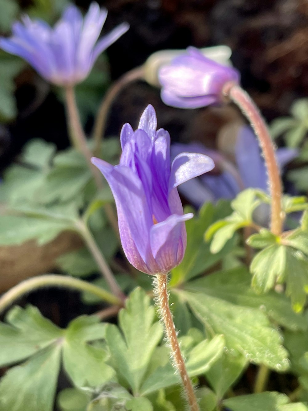 a close up of a purple flower with green leaves