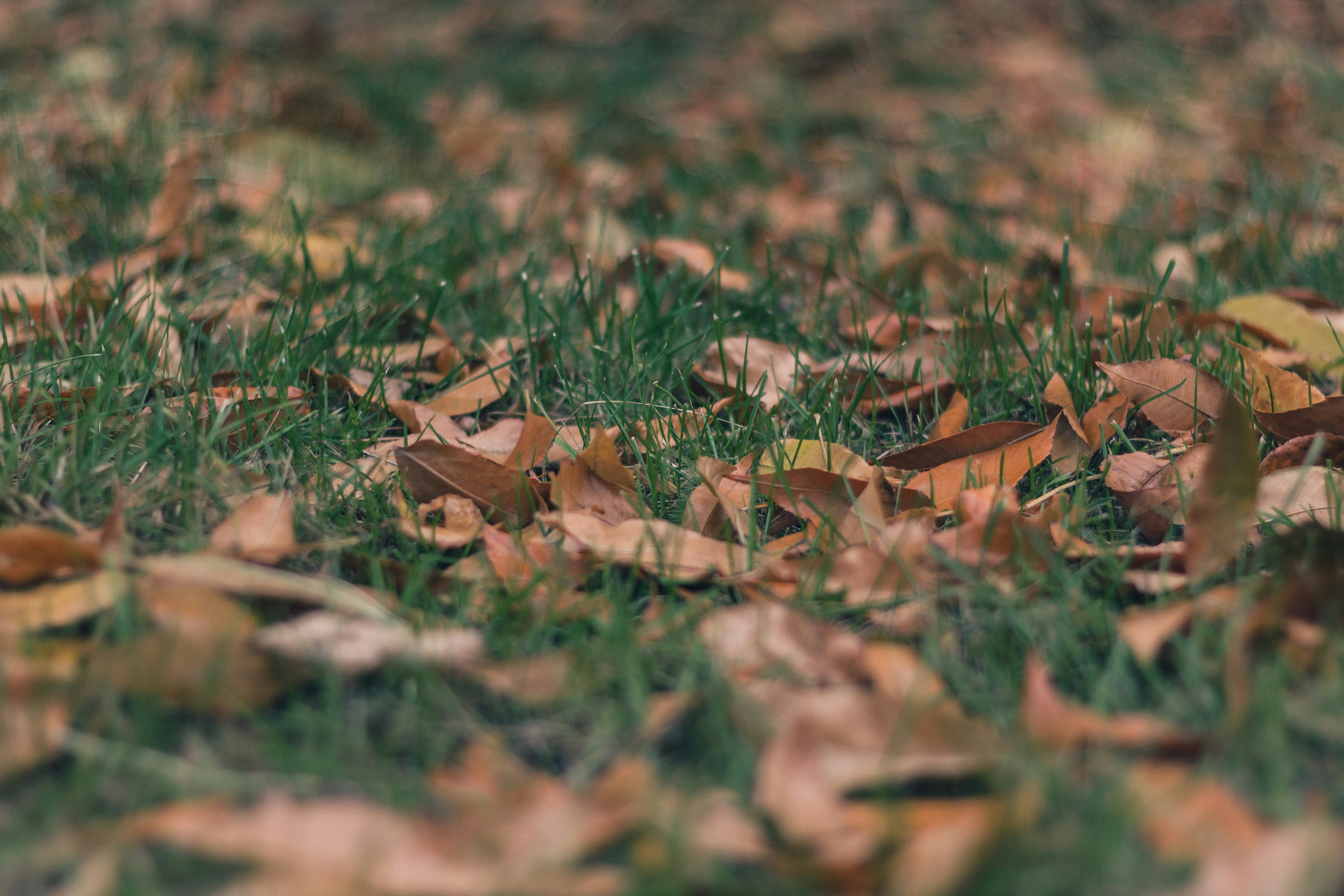 Photo by rubtsovskcat