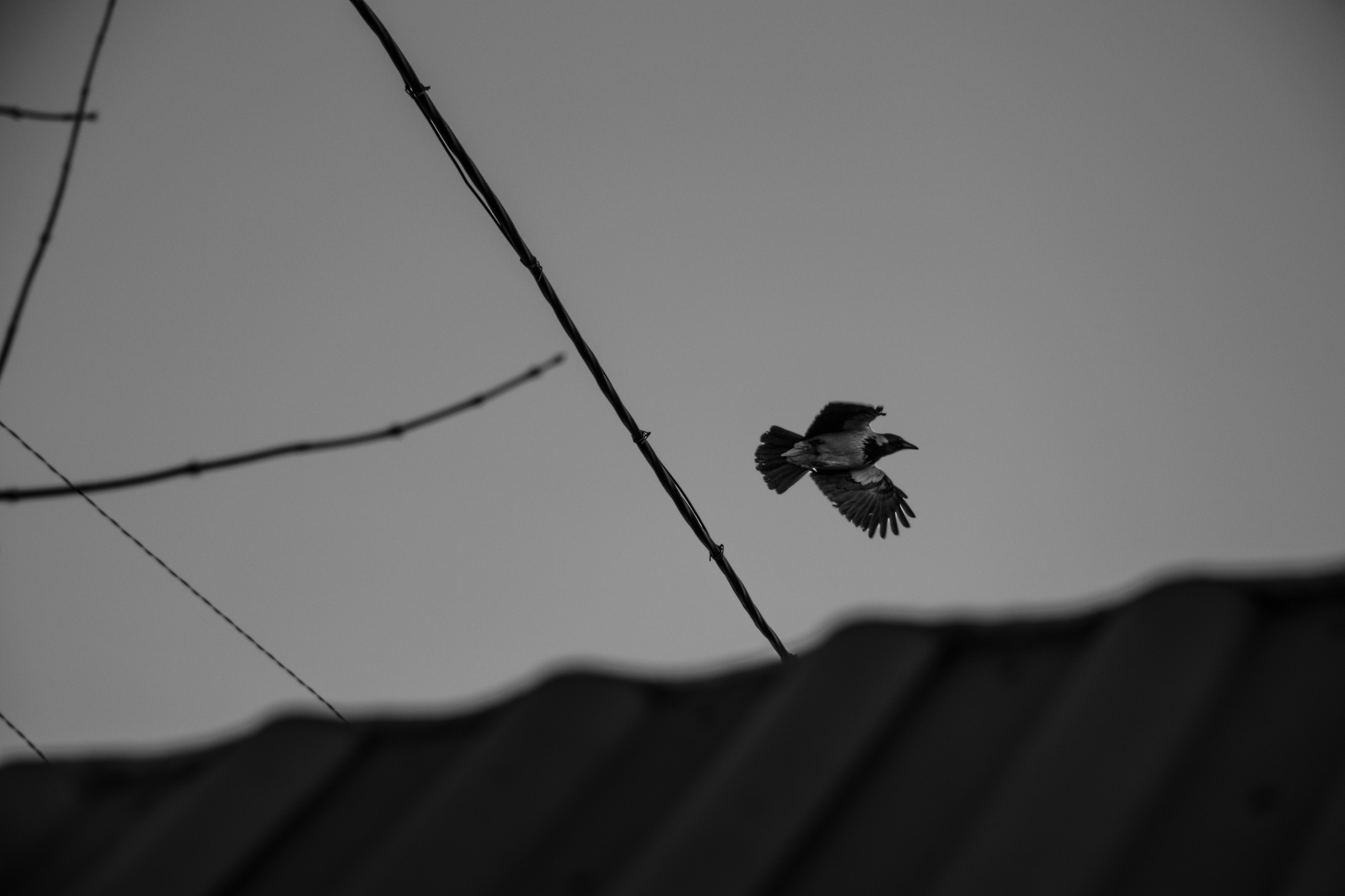 a black and white photo of a bird flying