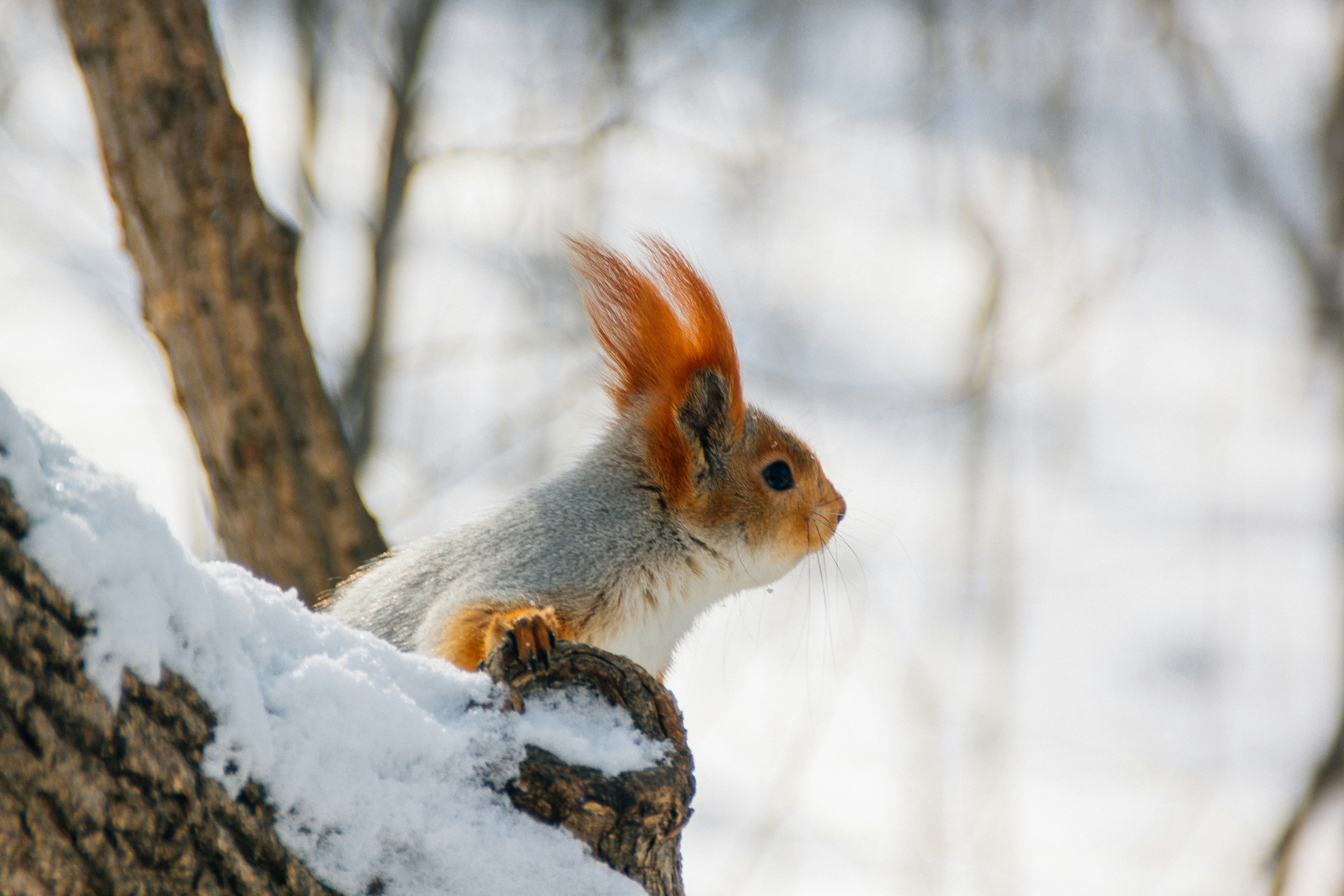 Photo by rubtsovskcat