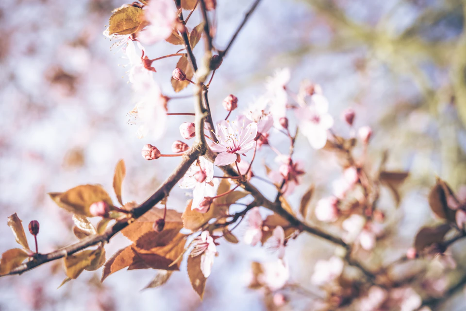 Close-up view of pink cherry blossom branch against blurred garden background with vibrant green foliage