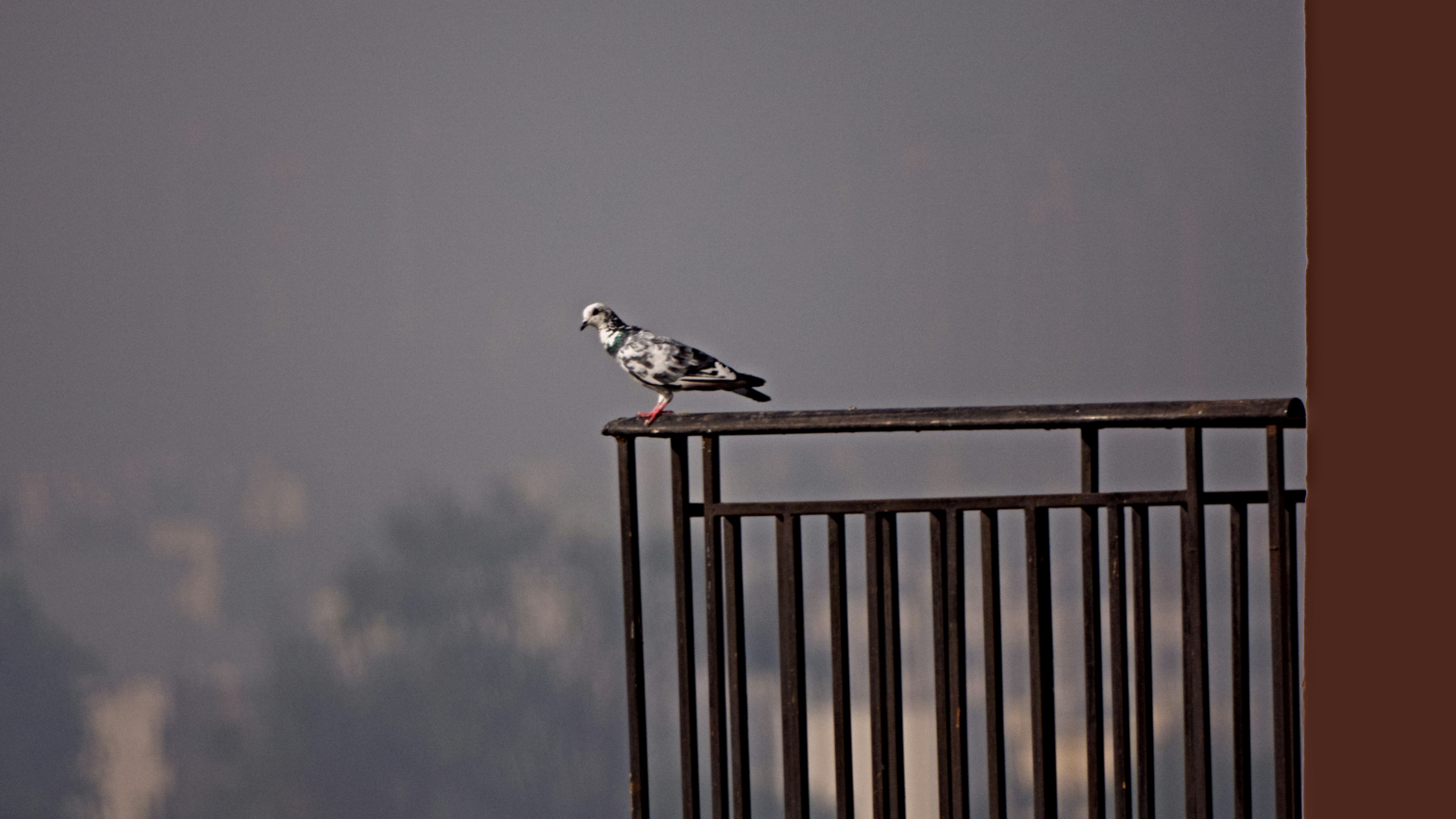 a bird sitting on top of a metal fence