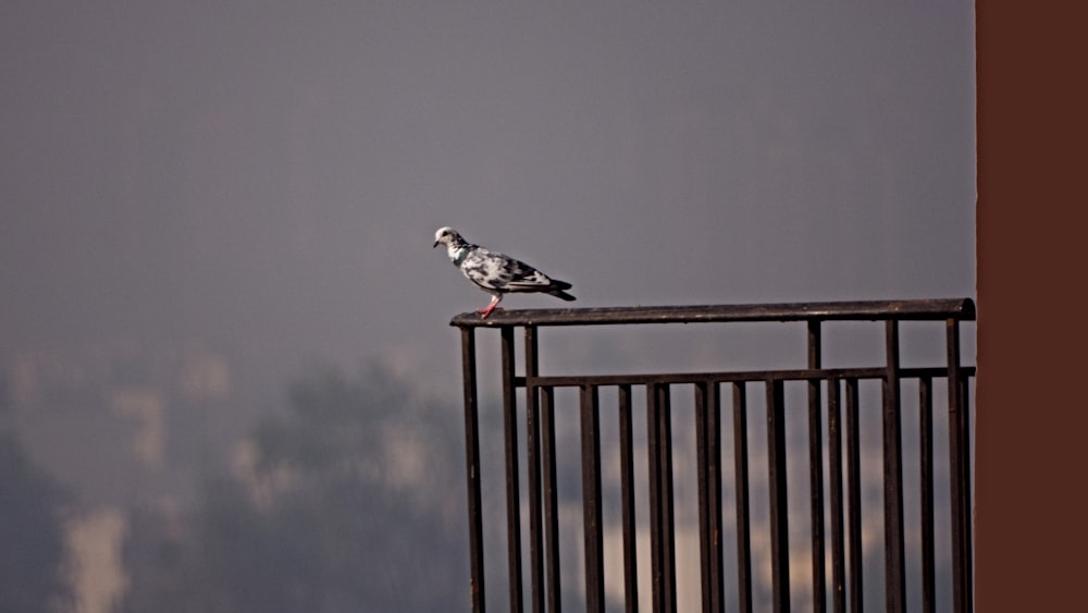 a bird sitting on top of a metal fence