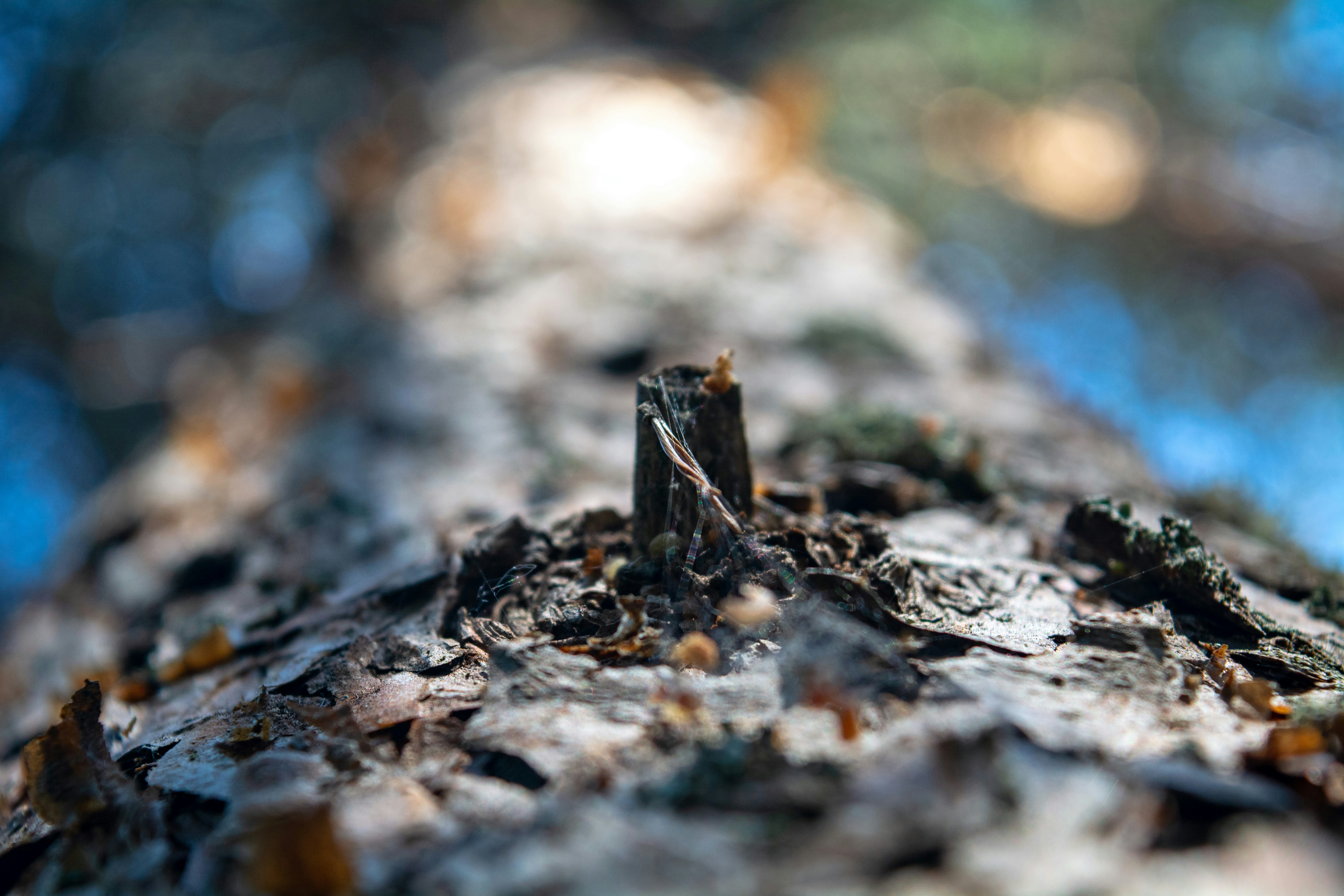 Photo by lazarevmaru