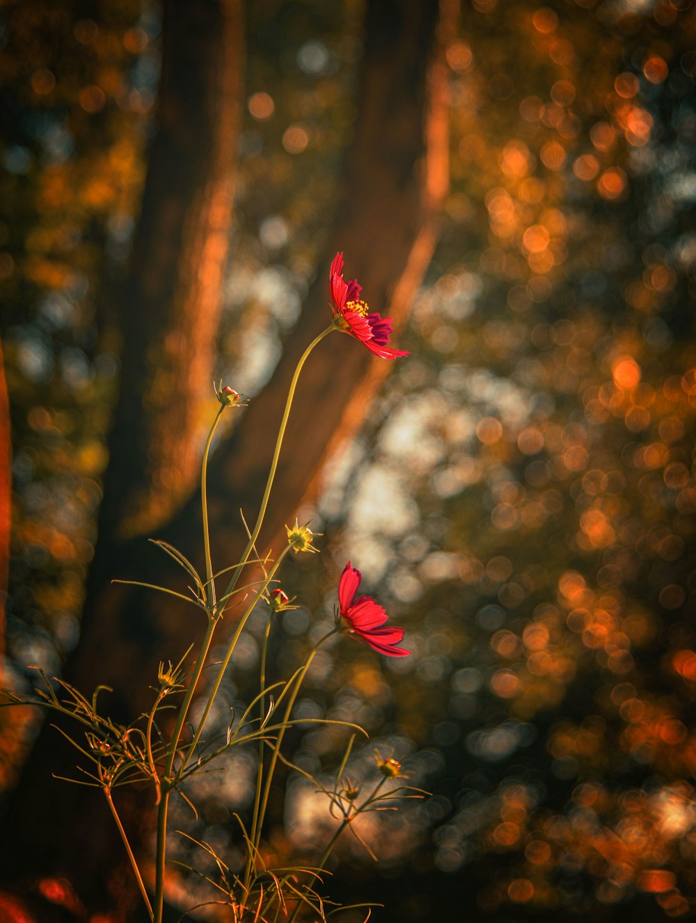 a couple of red flowers sitting on top of a lush green field