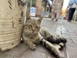 A relaxed cat with striped fur and green eyes rests against a weathered, paint-splattered bucket on a paved street. In the background, people in casual clothing walk along a busy urban setting, with storefront displays and signage visible.