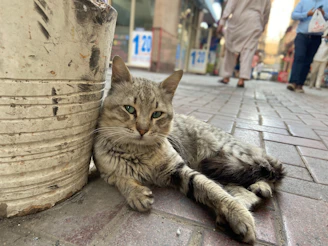 A sleek cat modeling a cozy, artisanal hoodie against a colorful urban backdrop